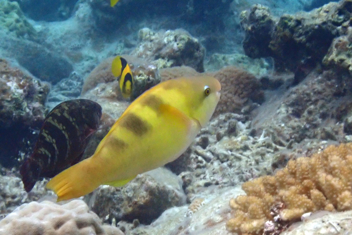 Yellowbarred Parrotfish – カワリブダイ