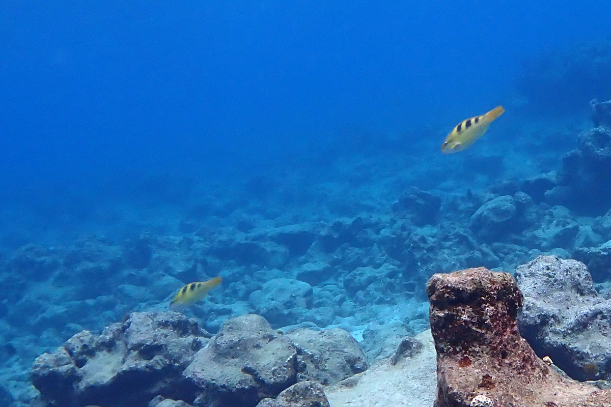 Yellowbarred Parrotfish カワリブダイ