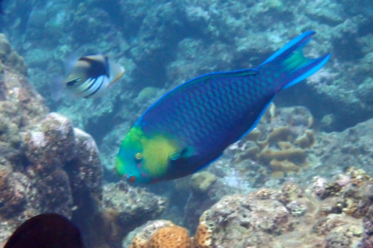 Yellowhead Parrotfish シロオビブダイ