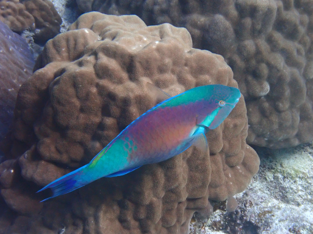 Parrotfish