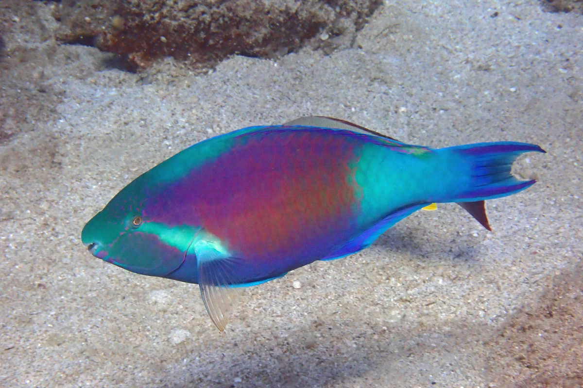 Yellowtail Parrotfish – キビレブダイ