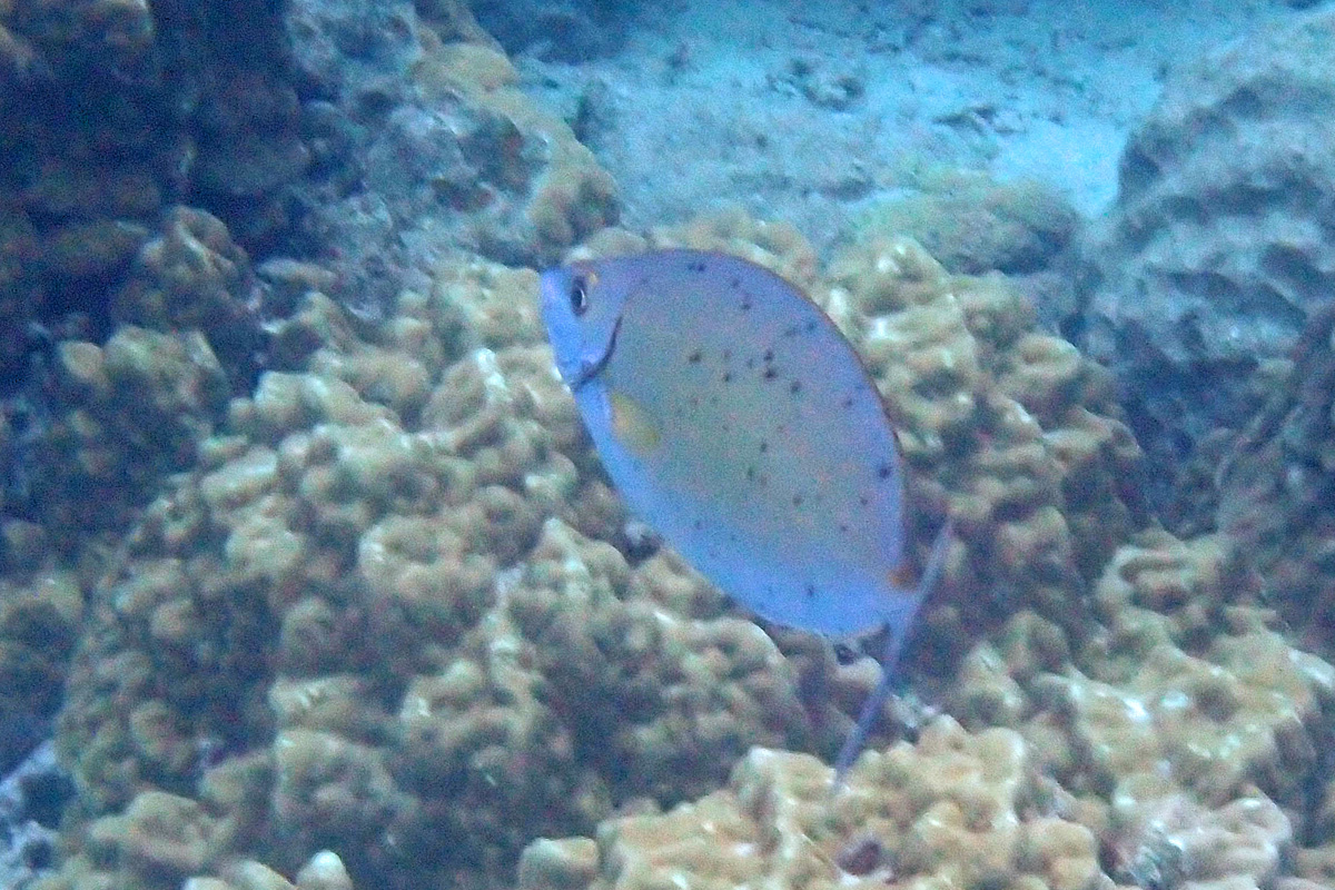 Forktail Rabbitfish ハナアイゴ