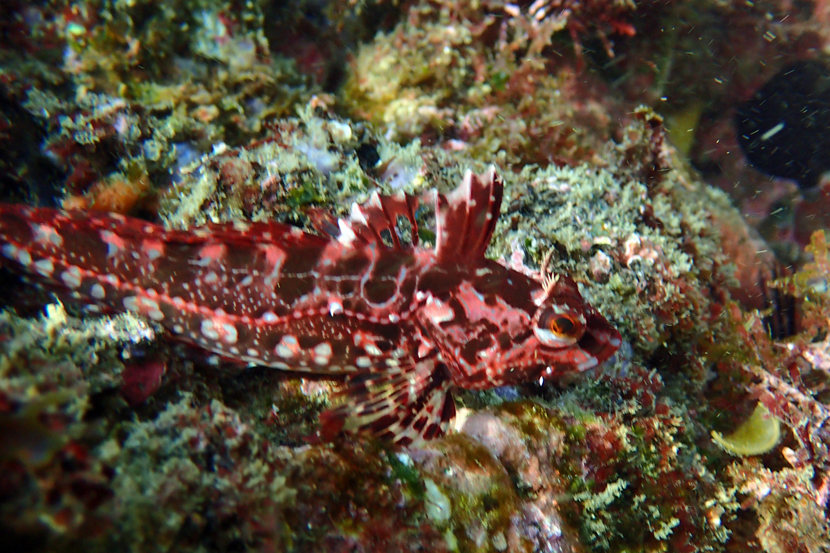 Marbled Blenny Sculpin アヤアナハゼ