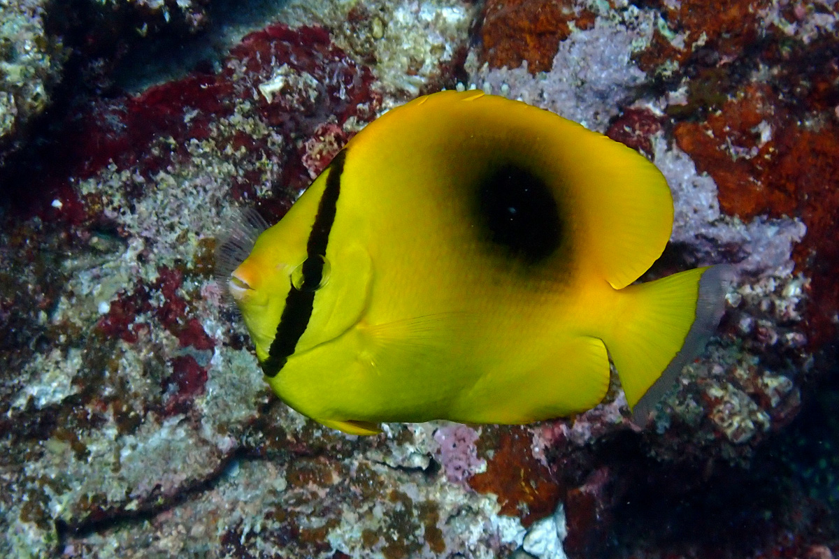 Ovalspot Butterflyfish トノサマダイ