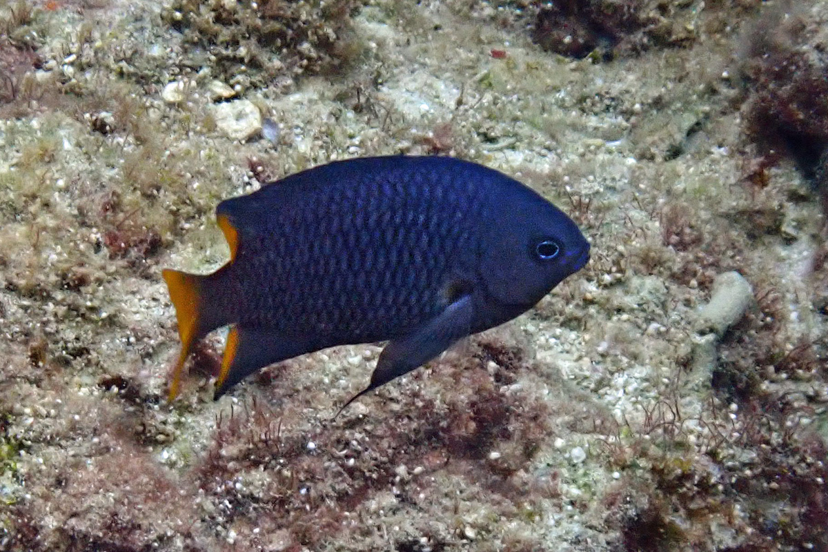 Philippine Damsel フィリピンスズメダイ