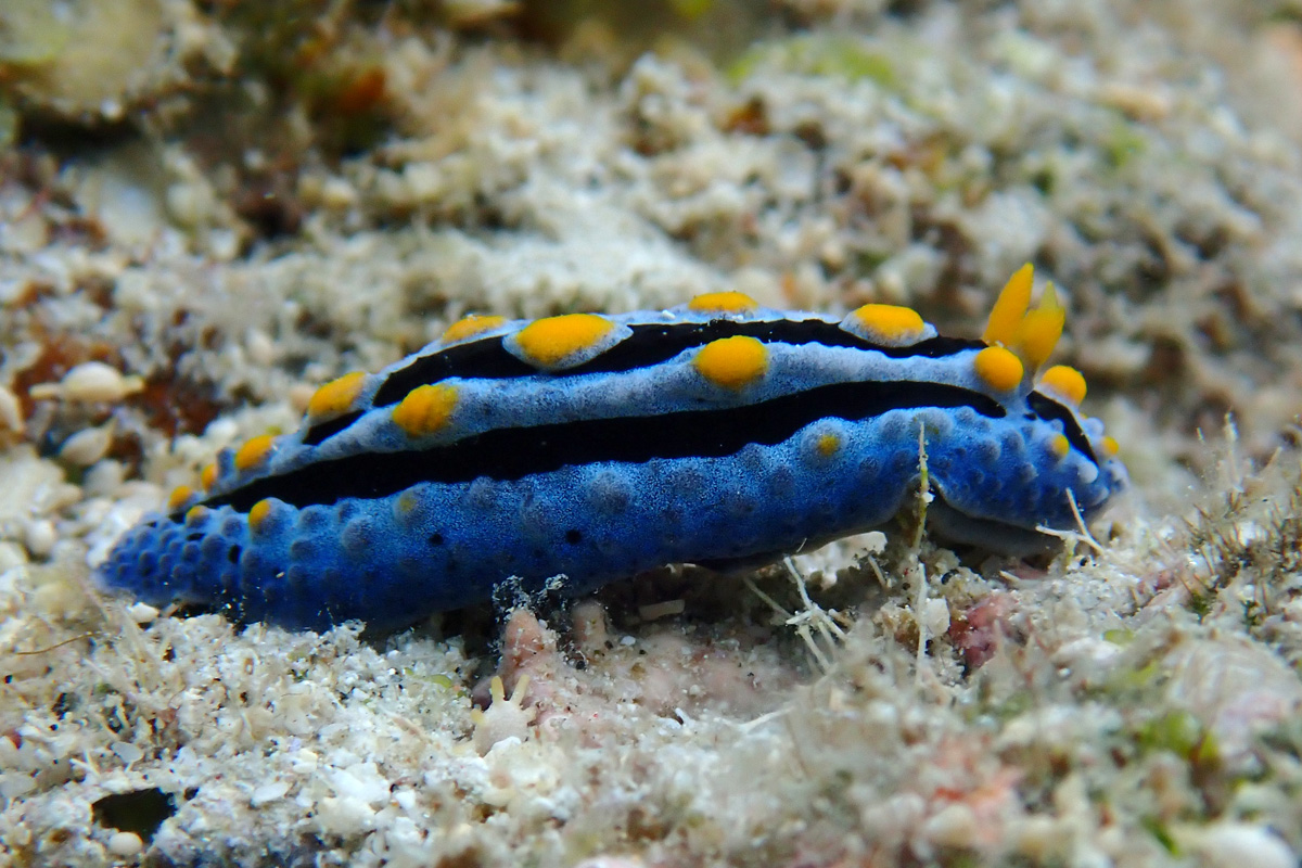 Phyllidia coelestis