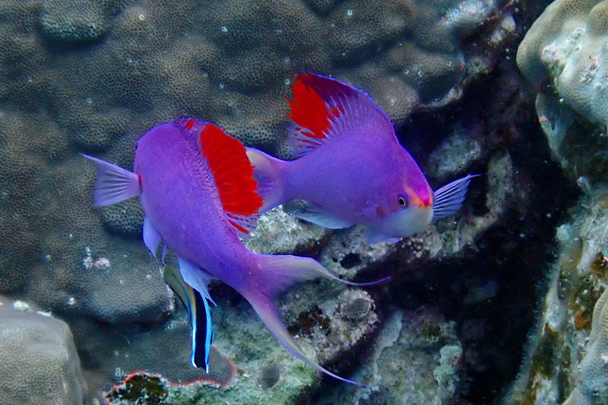 Amethyst Anthias ハナゴイ