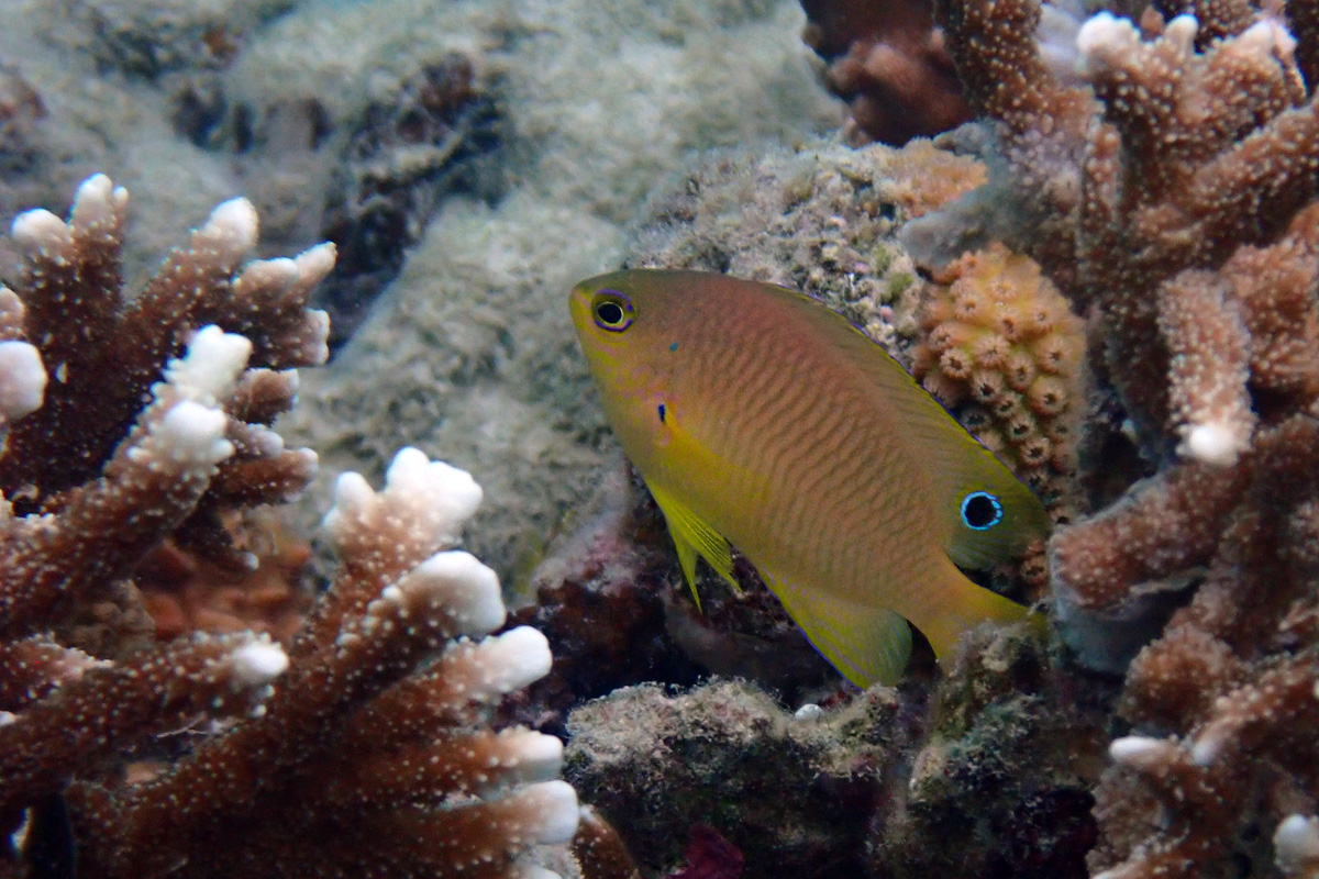 Ambon Damsel – ニセネッタイスズメダイ