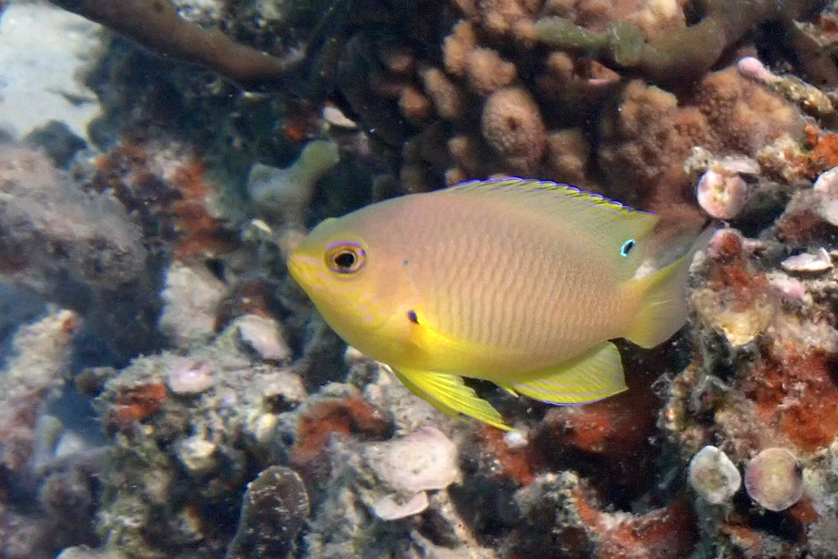 Ambon Damsel ニセネッタイスズメダイ