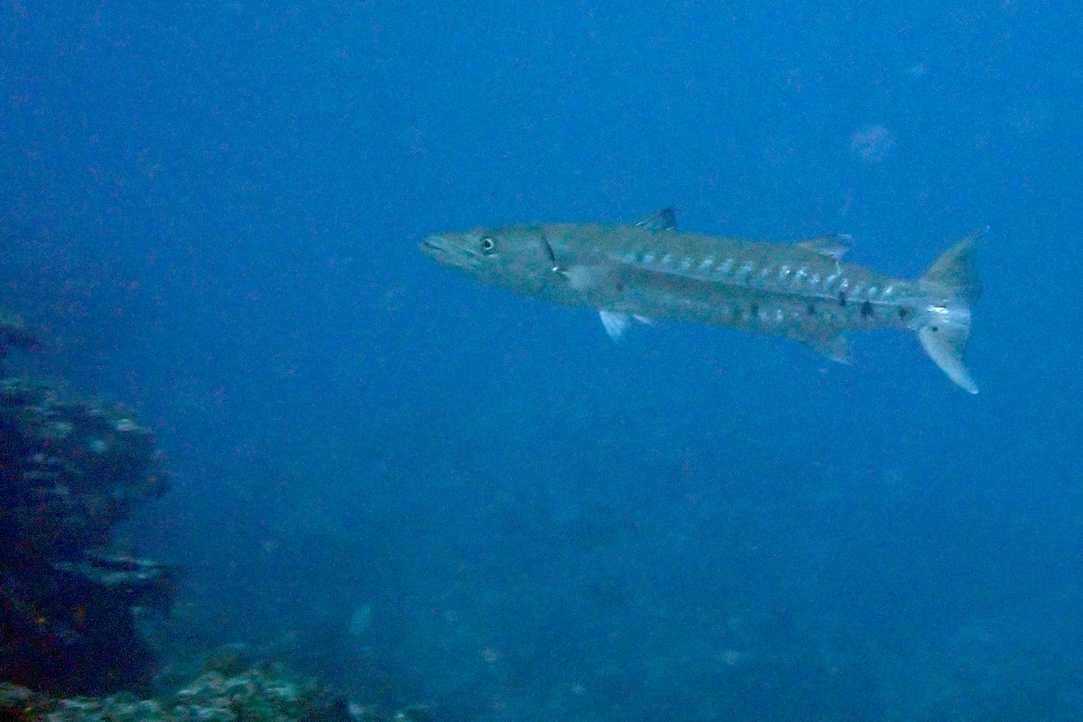 Great Barracuda オニカマス