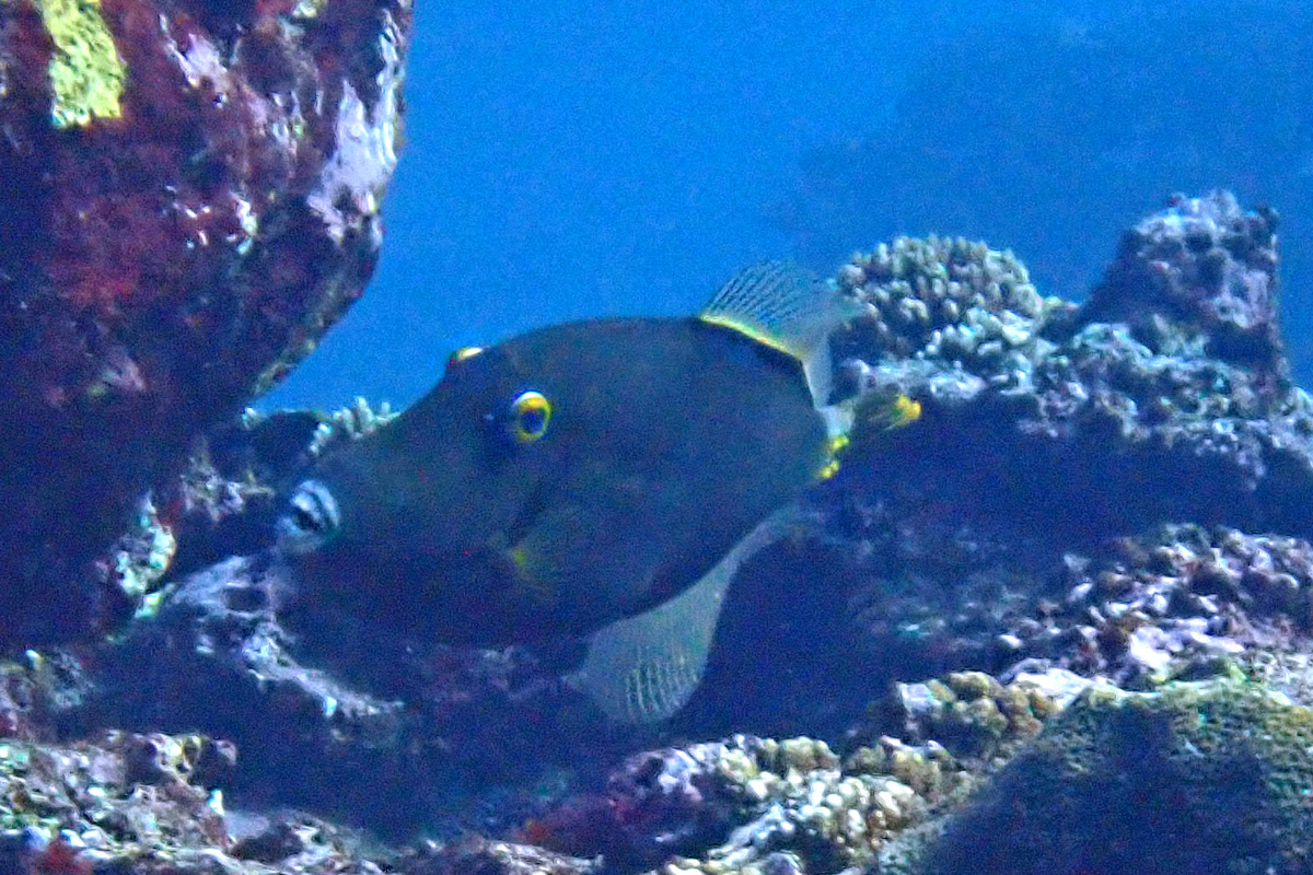 Barred Filefish ハクセイハギ