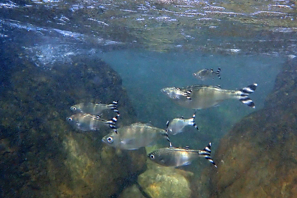 Barred flagtail ギンユゴイ