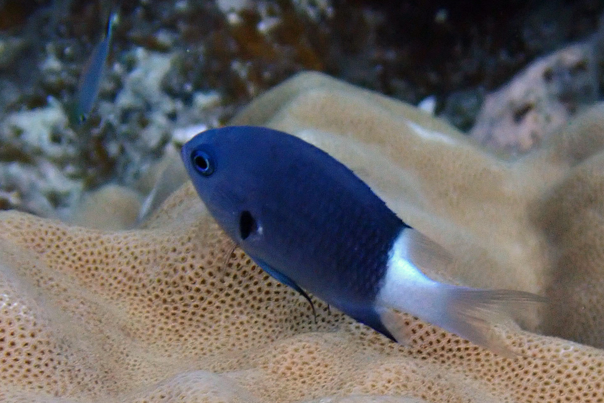 Bicolor chromis – シコクスズメダイ