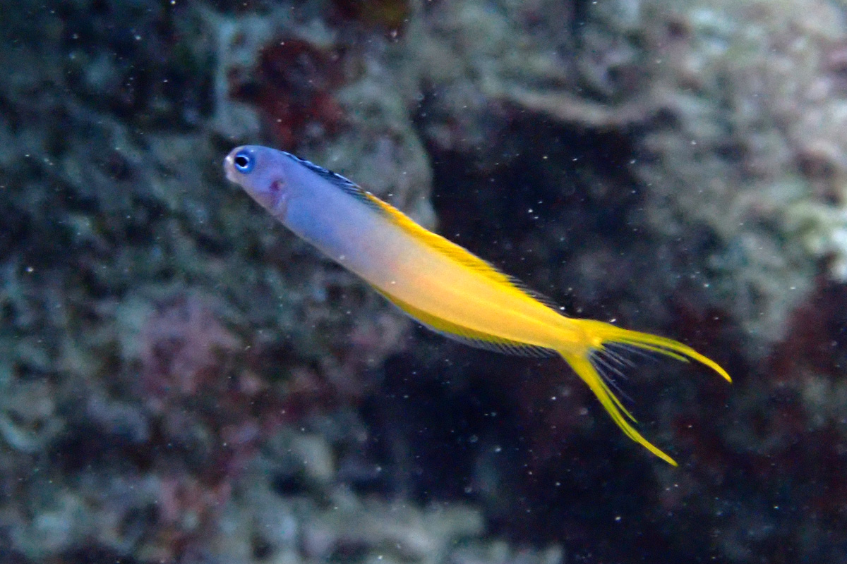 Bicolor Fangblenny イナセギンポ