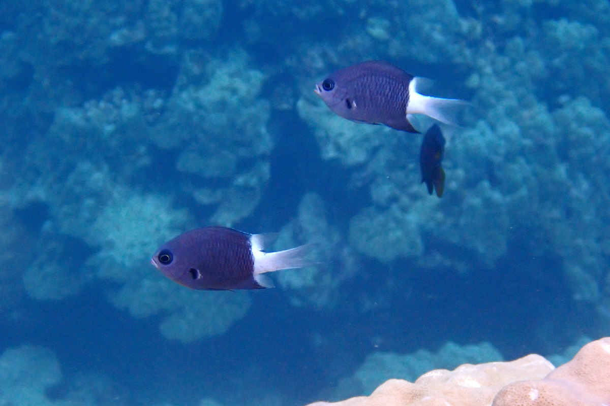 Bicolor chromis シコクスズメダイ