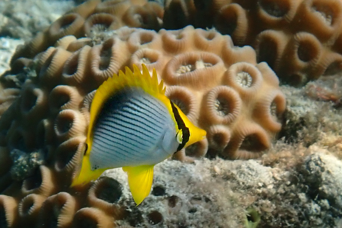 Blackback Butterflyfish アケボノチョウチョウウオ