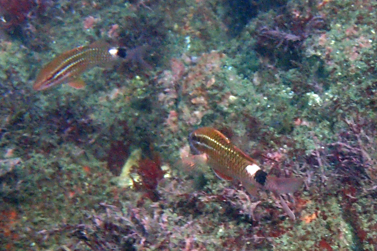 Blacksaddle Goatfish オキナヒメジ