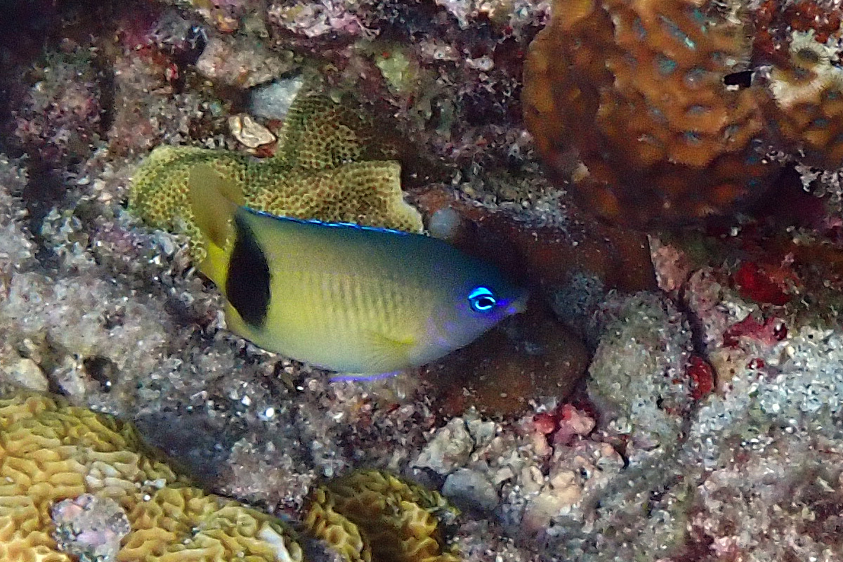Blue-eye Damsel – ルリメイシガキスズメダイ