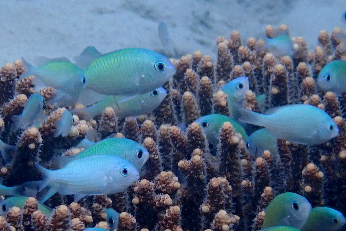 Blue-green Chromis デバスズメダイ