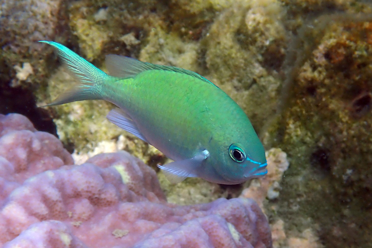 Blue-green Chromis – デバスズメダイ