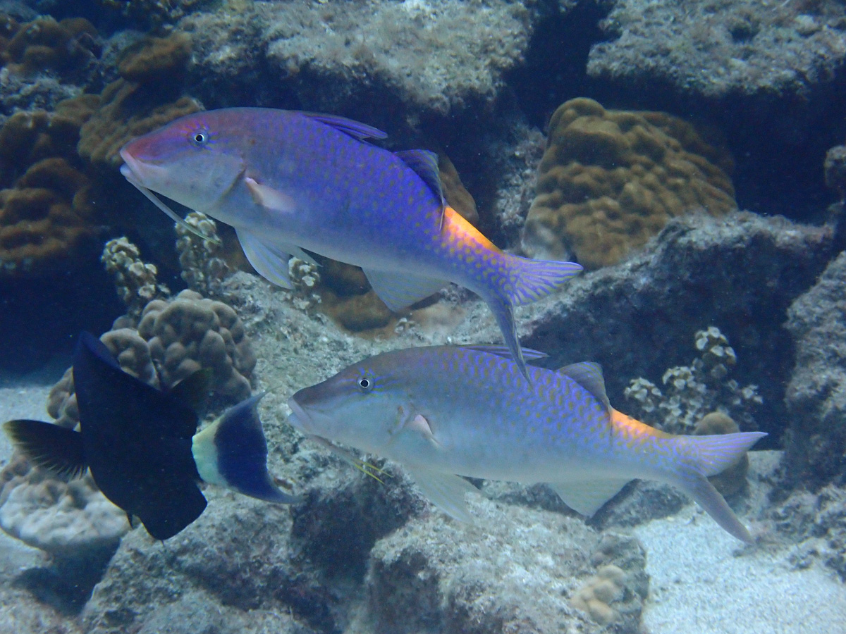 Blue Goatfish マルクチヒメジ