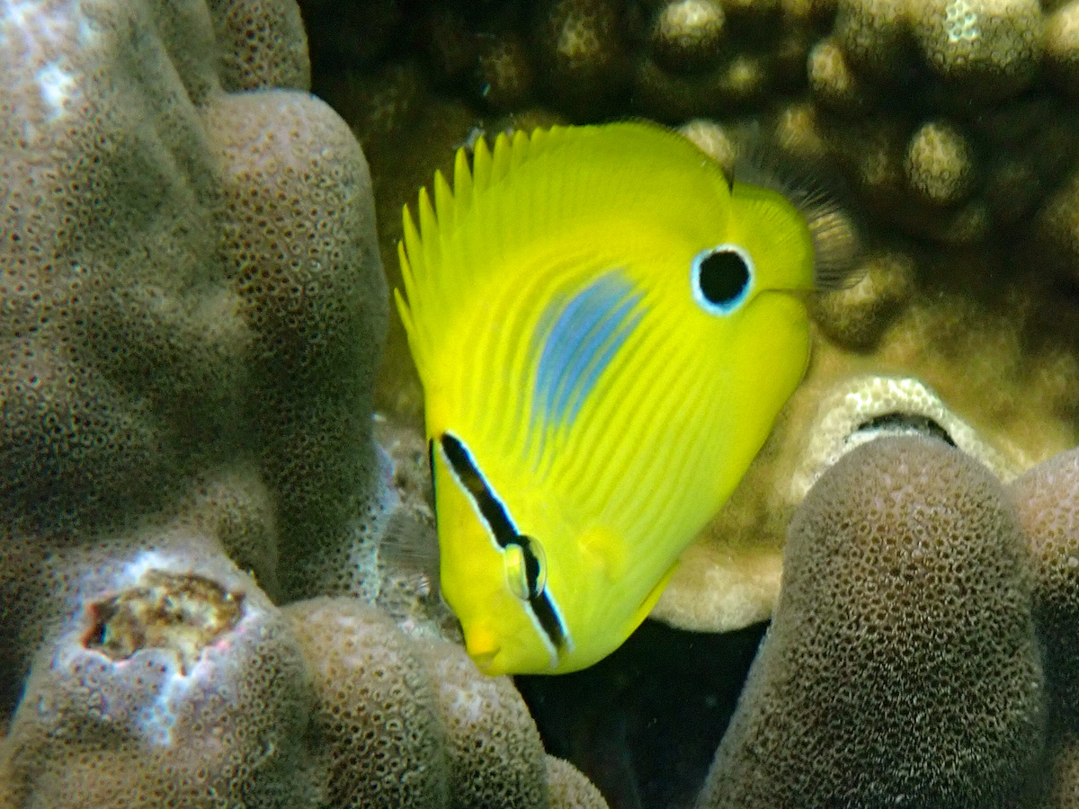 Bluespot Butterflyfish, Chaetodon plebeius