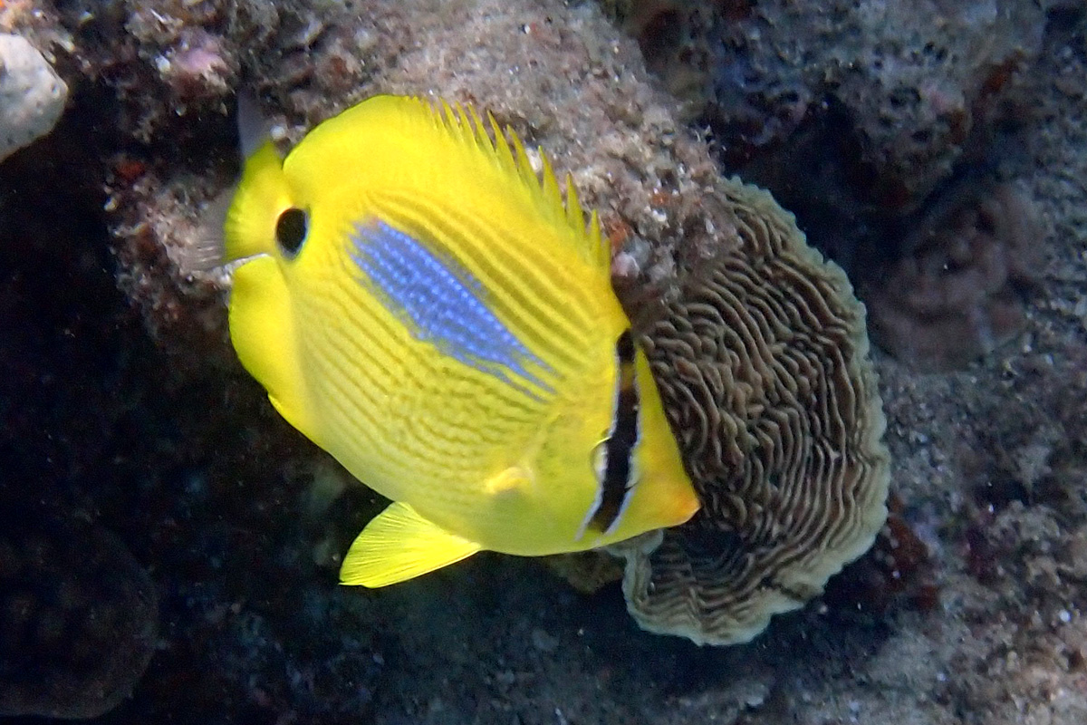 Butterflyfish