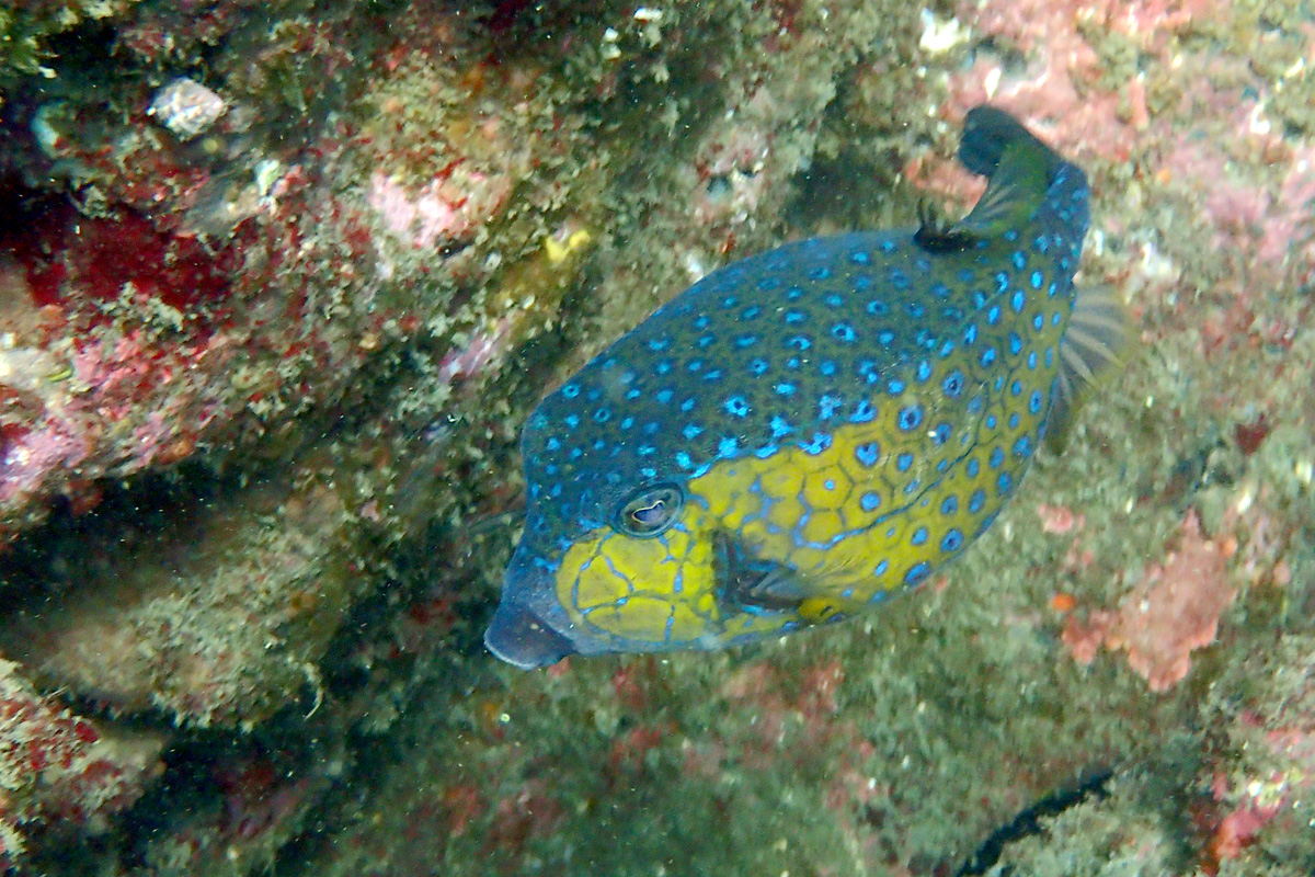 Bluespotted Boxfish