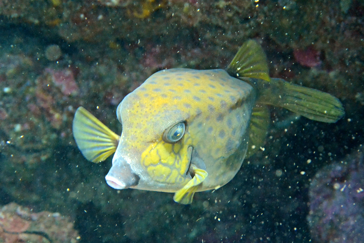 Bluespotted Boxfish – ハコフグ - Sweet Island Roy