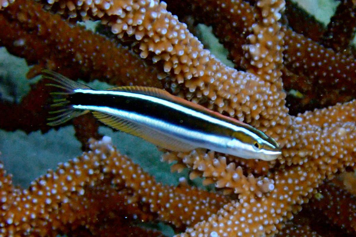 Bluestriped Fangblenny ミナミギンポ