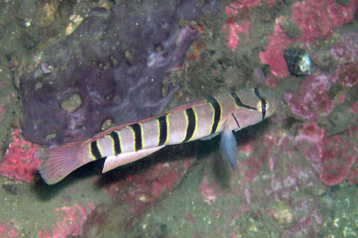 Serpentine Goby