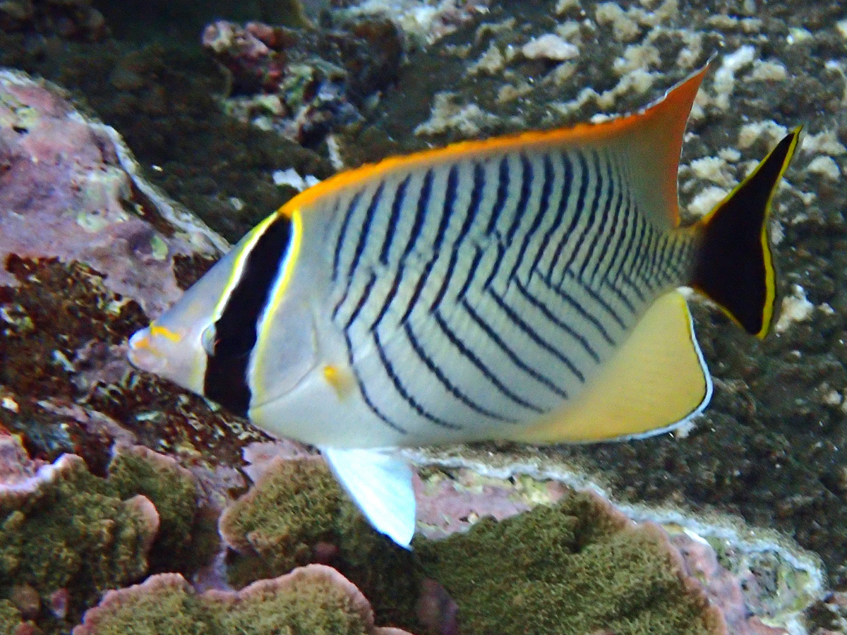 Chevron Butterflyfish ヤリカタギ