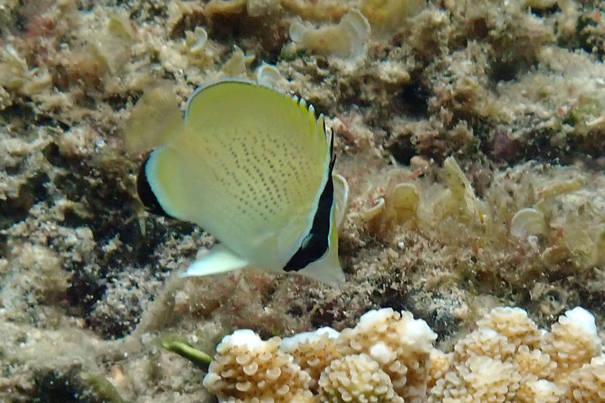 Citron Butterflyfish ゴマチョウチョウウオ