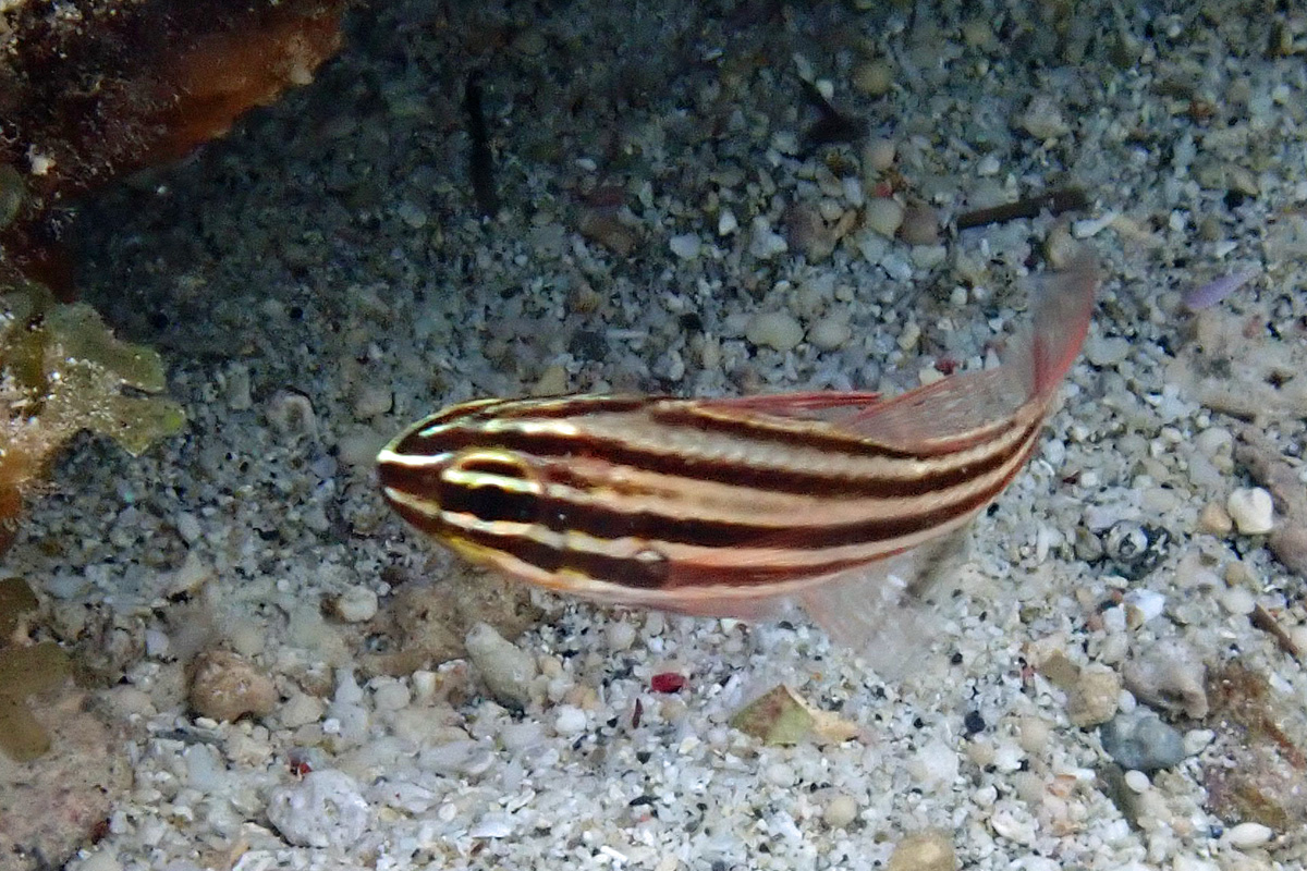 Cook’s Cardinalfish スジイシモチ