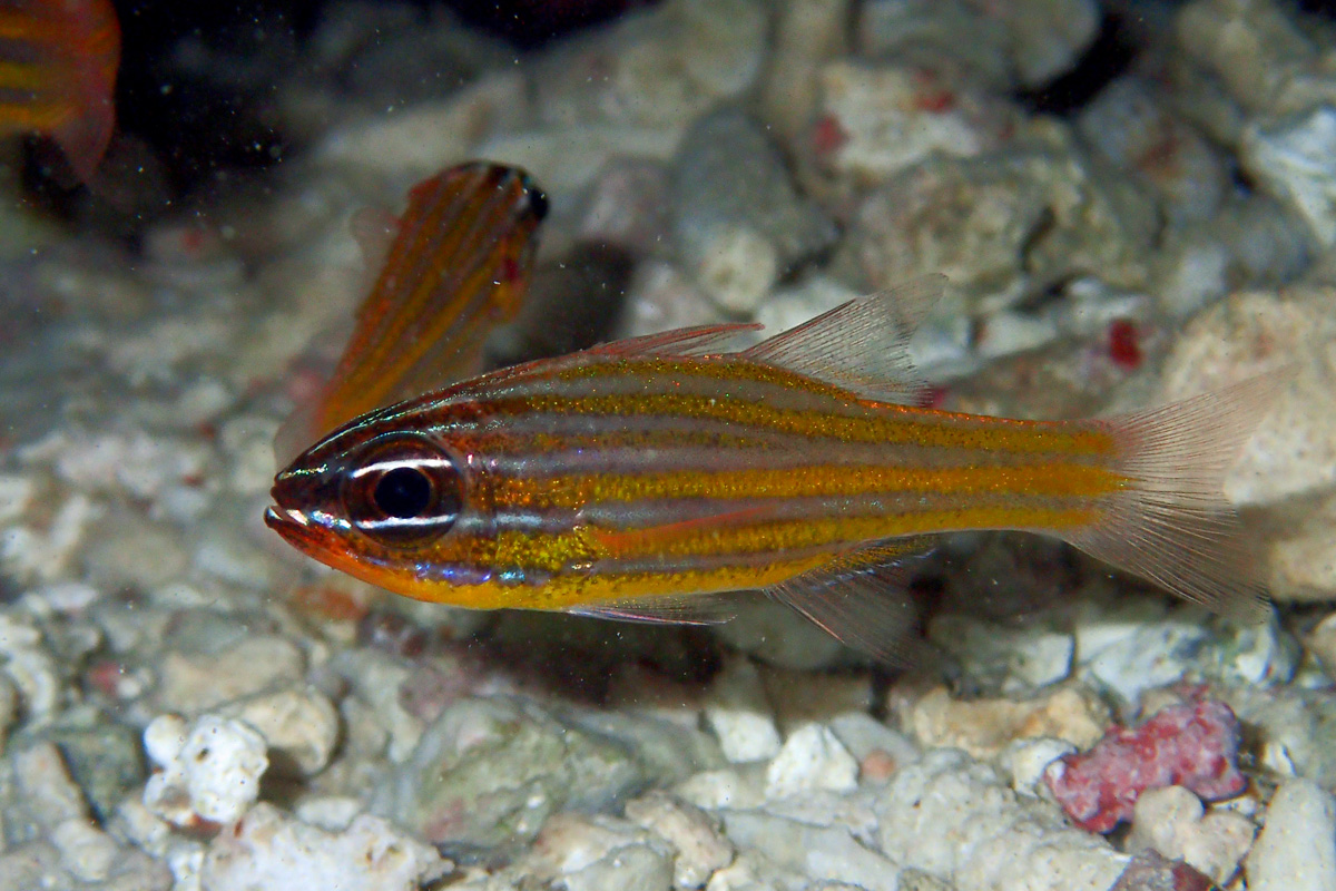 Coral Cardinalfish – キンセンイシモチ