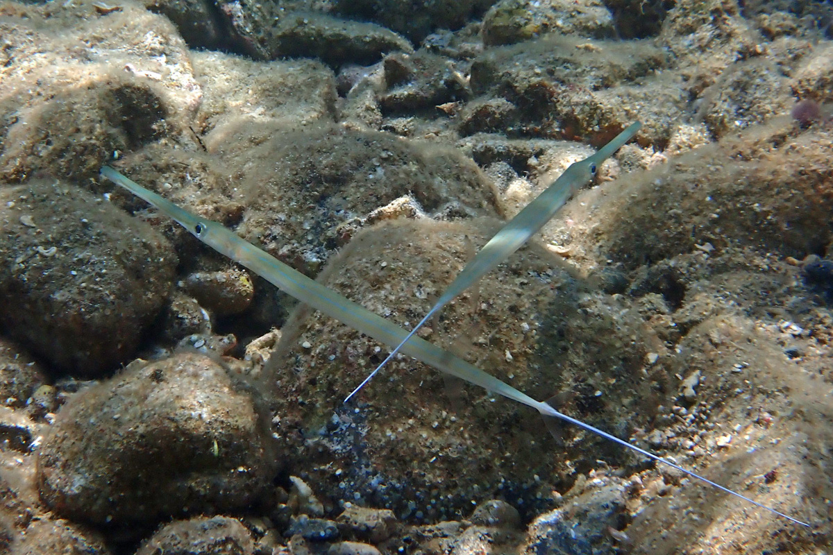 Smooth Cornetfish アオヤガラ