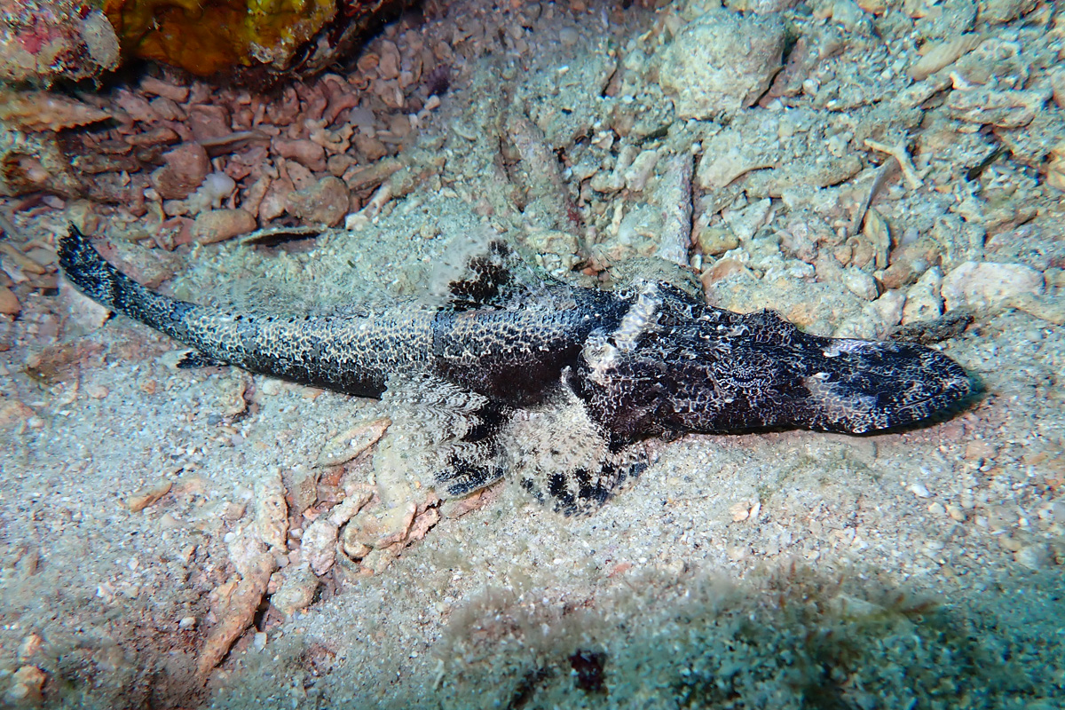 Crocodile Flathead エンマゴチ