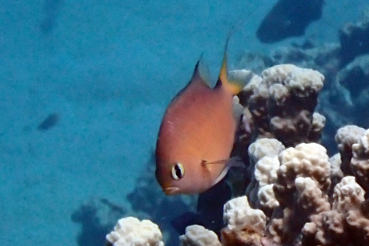 Darkfin Chromis ヒレグロスズメダイ