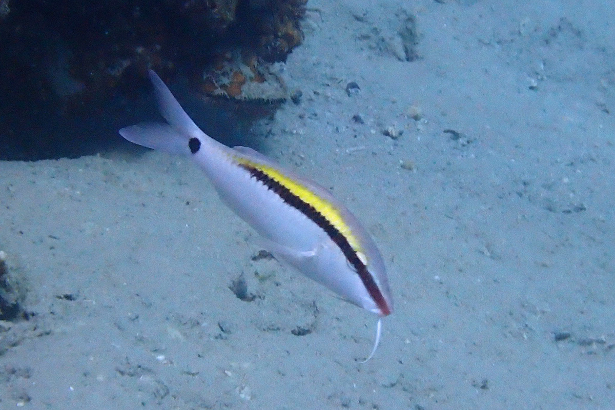 Dash-dot Goatfish オオスジヒメジ