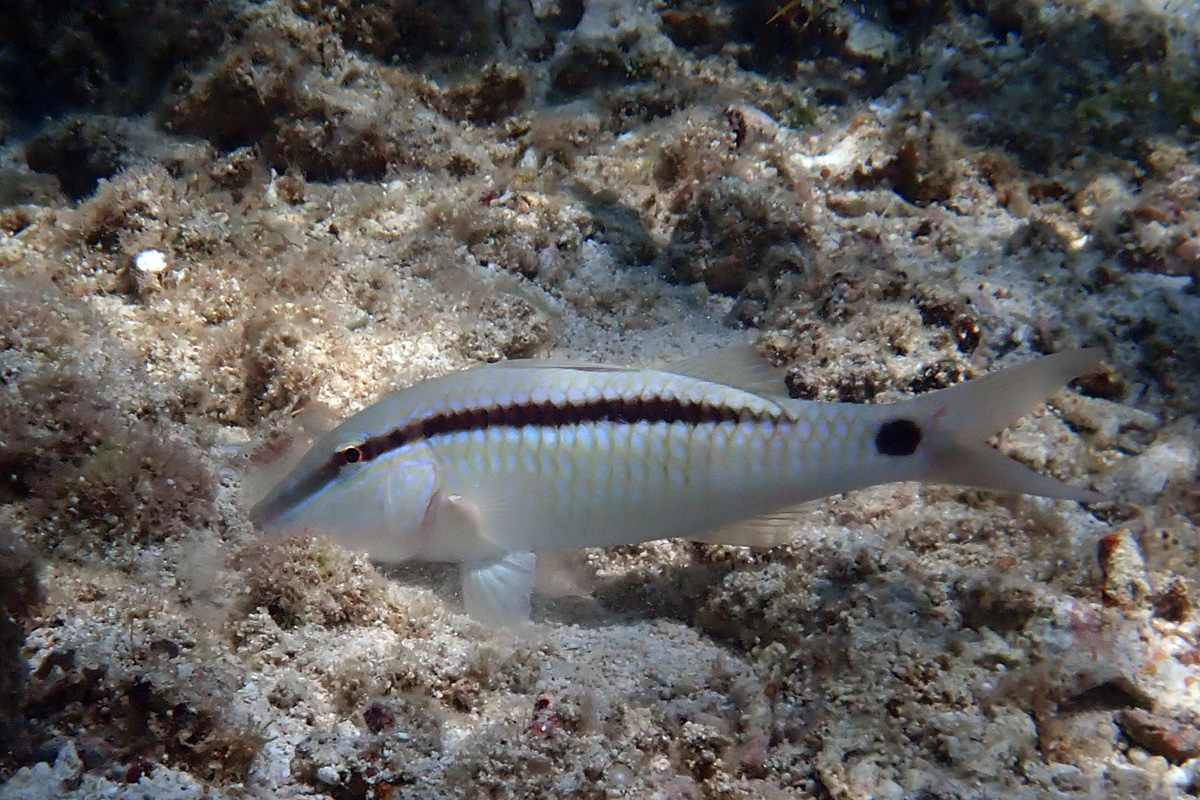 Dash-dot Goatfish – オオスジヒメジ
