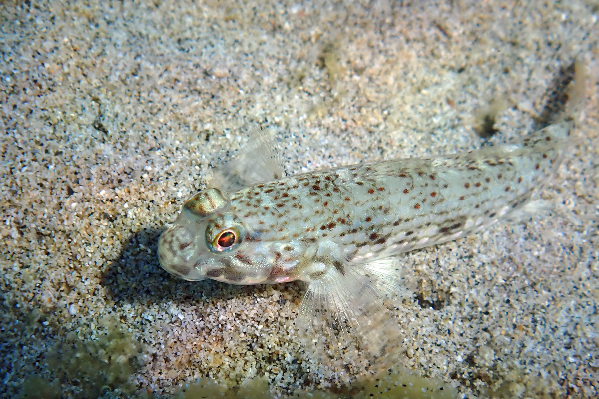 Decorated Sandgoby ホシカザリハゼ