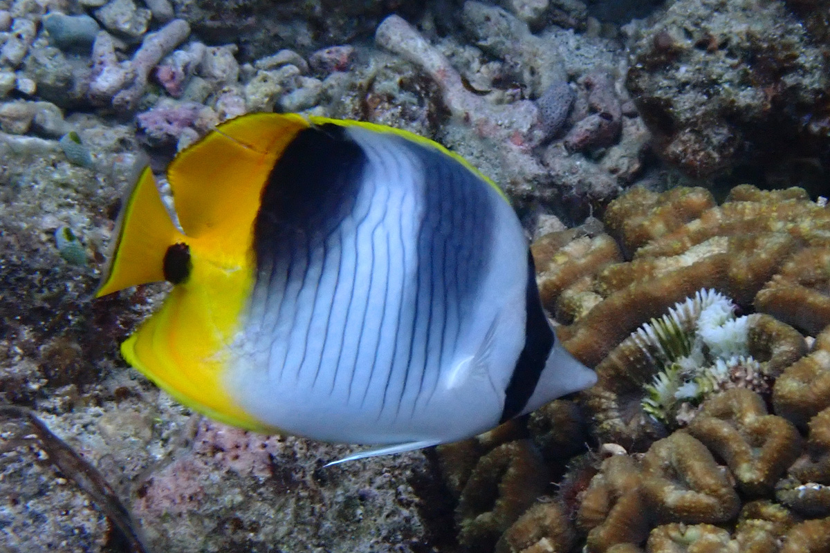 Pacific Doublesaddle Butterflyfish スダレチョウチョウウオ