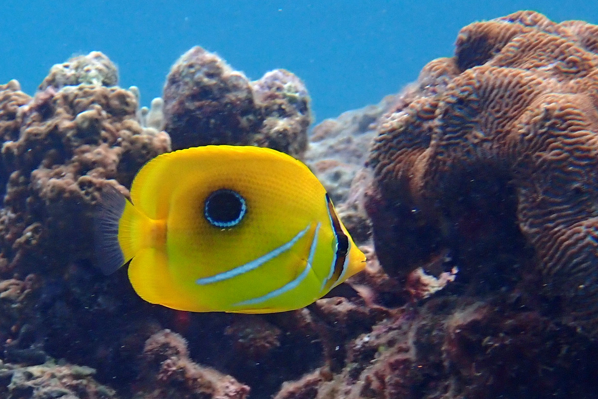 Eclipse Butterflyfish ウミヅキチョウチョウウオ