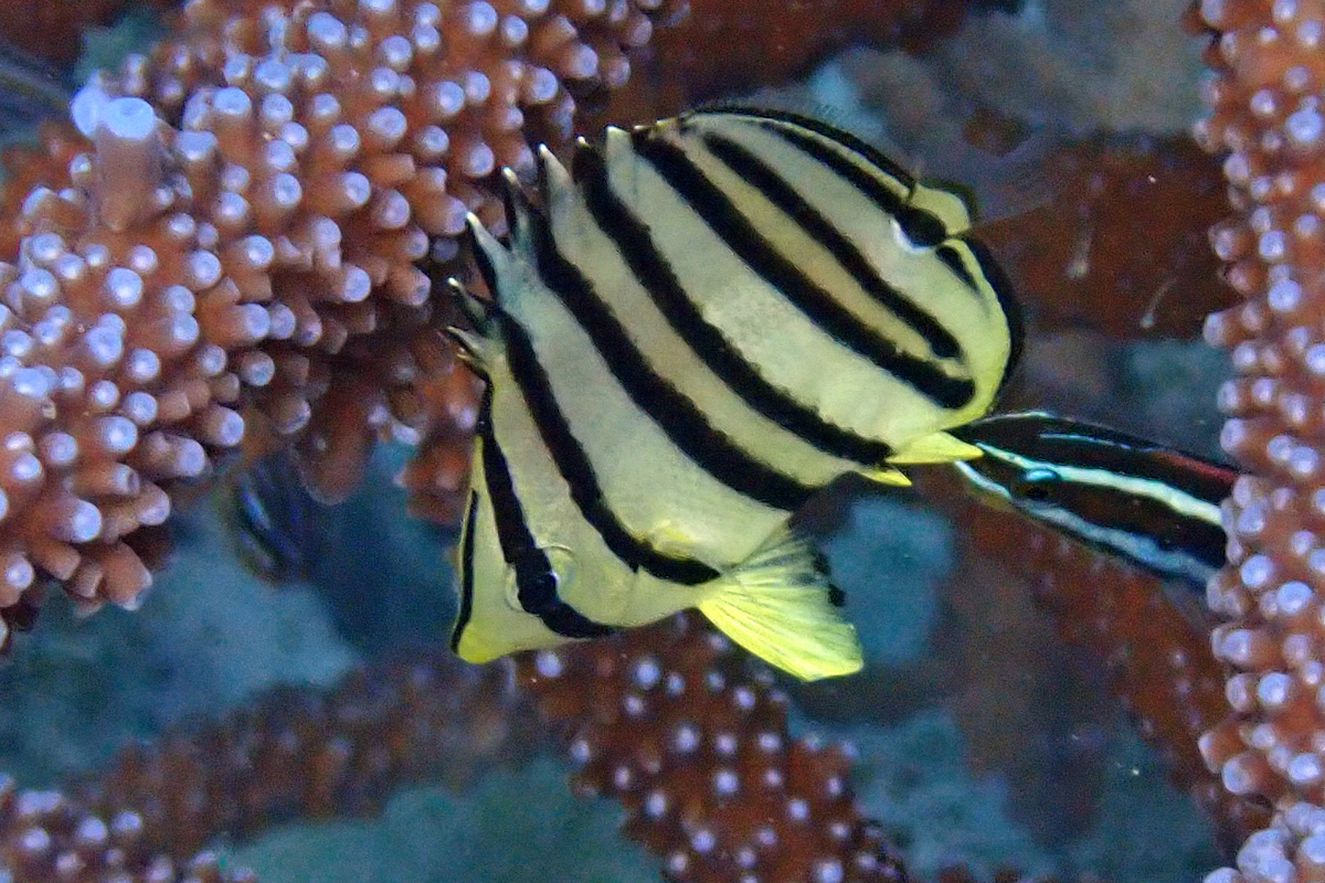 Eightband Butterflyfish ヤスジチョウチョウウオ