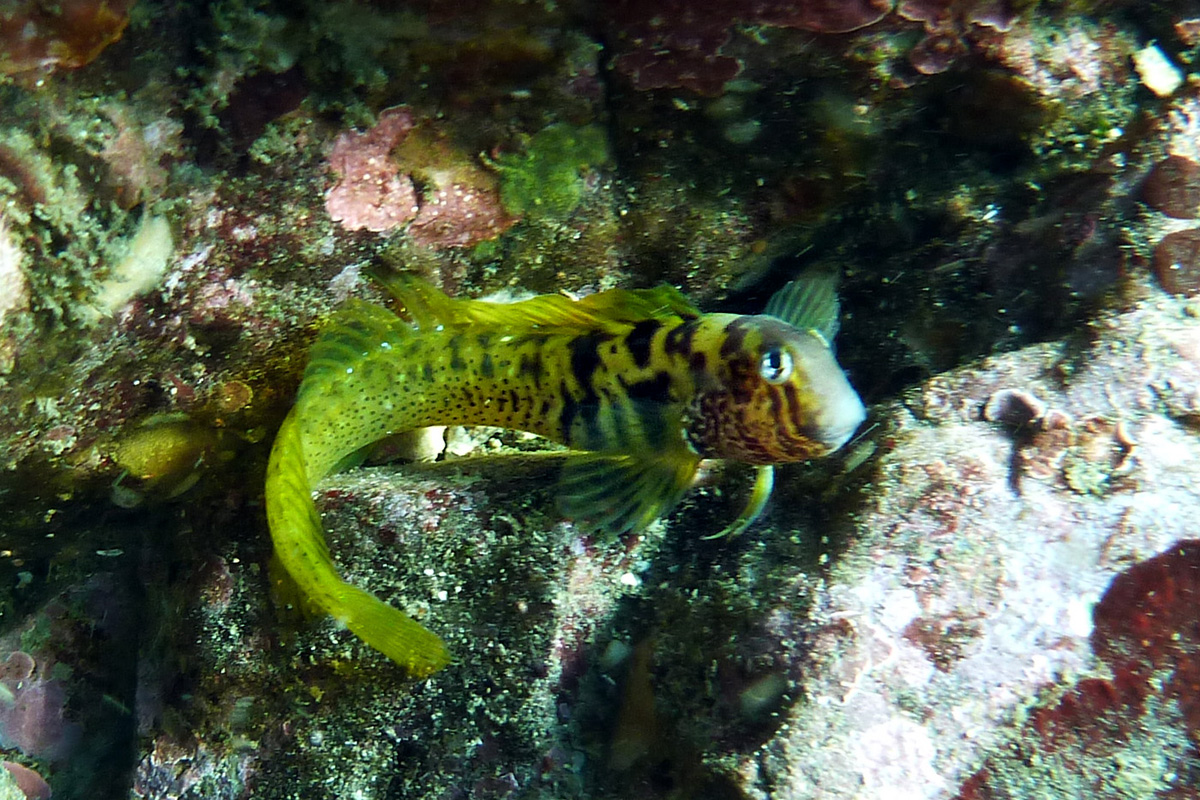 Elegant Blenny ナベカ