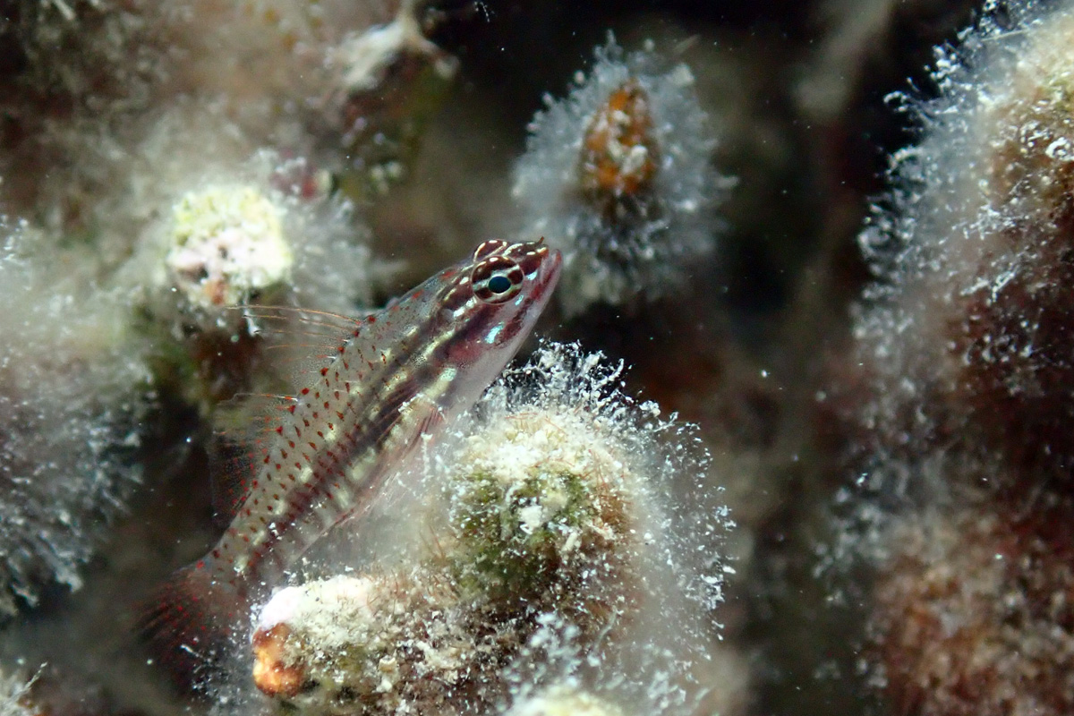 Eviota sp.