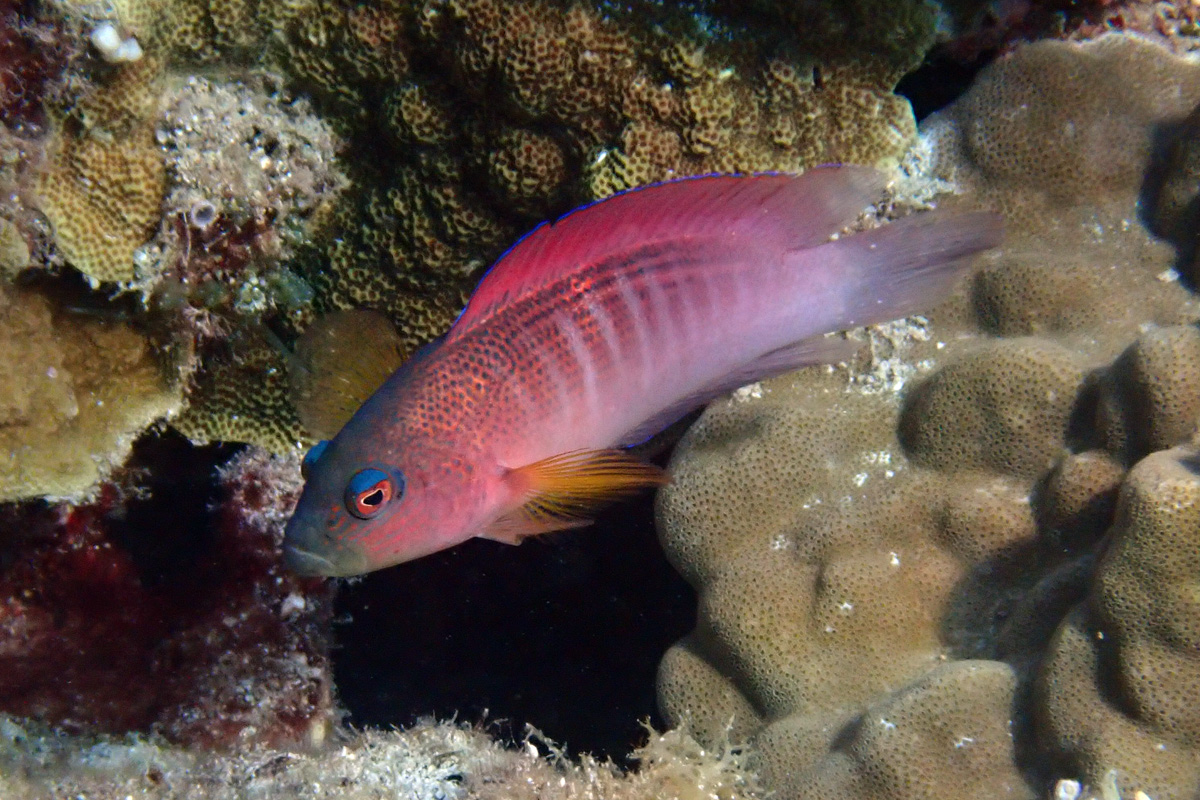 Firetail Dottyback – メギス