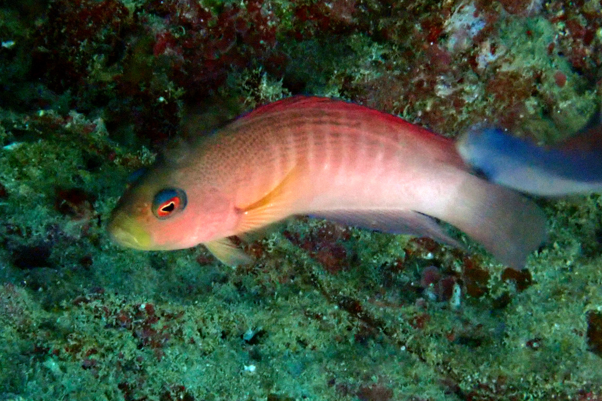 Firetail Dottyback メギス