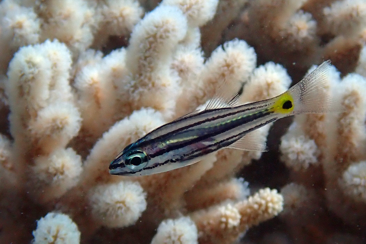 Fiveline Cardinalfish ヤライイシモチ