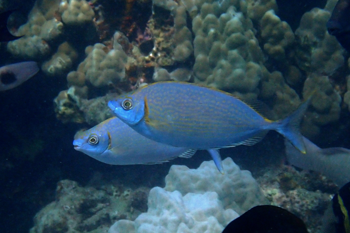 Forktail Rabbitfish – ハナアイゴ